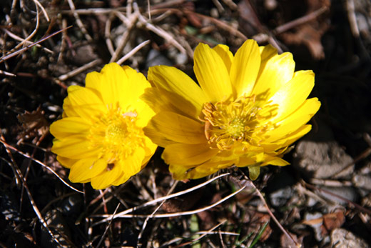 Malps090301_1 Malps090301_1