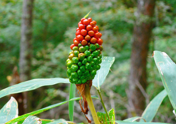 Ashiyasu081115 Ashiyasu081115