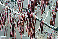 Photo_7