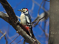 Photo_2