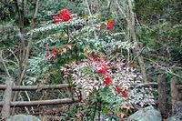 山岳館周辺の「南天」