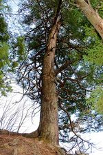 沓沢山の神の大栂