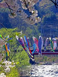 【写真】桜とこいのぼり