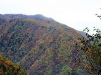 【写真】夜叉神峠登山口付近の紅葉-2_（11月3日）