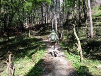 【写真】夜叉神峠登山道の様子
