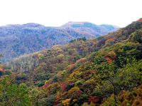 【写真】夜叉神峠登山口付近の紅葉-1_（11月3日）