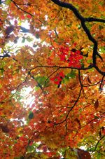 【写真】夜叉神峠西口登山道の紅葉