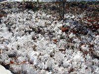 【写真】山岳館の庭に出来た霜柱