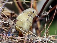 【写真】ジョウビタキ（メス）