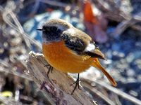 【写真】ジョウビタキ（オス）