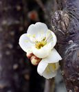 Aコウメの花