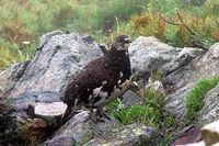 【写真】ライチョウ