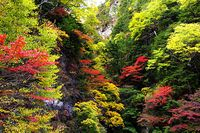 【写真】紅葉２