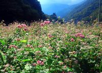 【写真】赤そばの花