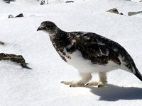 【写真】ライチョウ