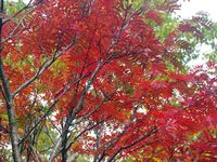 【写真】登山教室（紅葉）